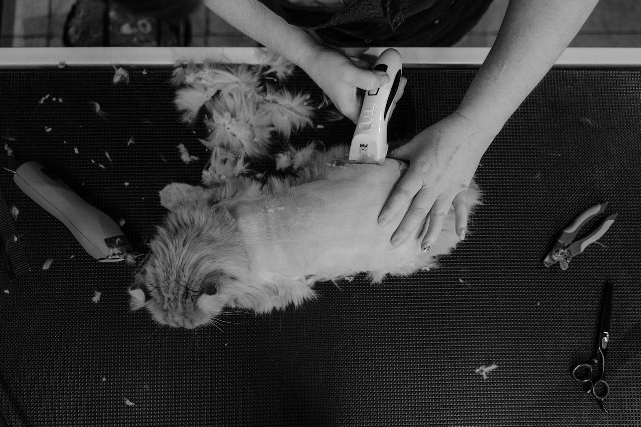digital Overhead shot of a cat being groomed by a professional groomer, captured in monochrome.