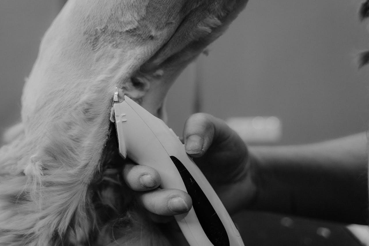 creative A detailed black and white close-up of a pet grooming session with an electric shaver.