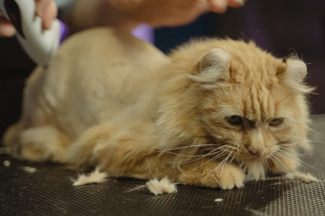 creative-02 Adorable Persian cat receiving a haircut at a pet grooming session indoors.