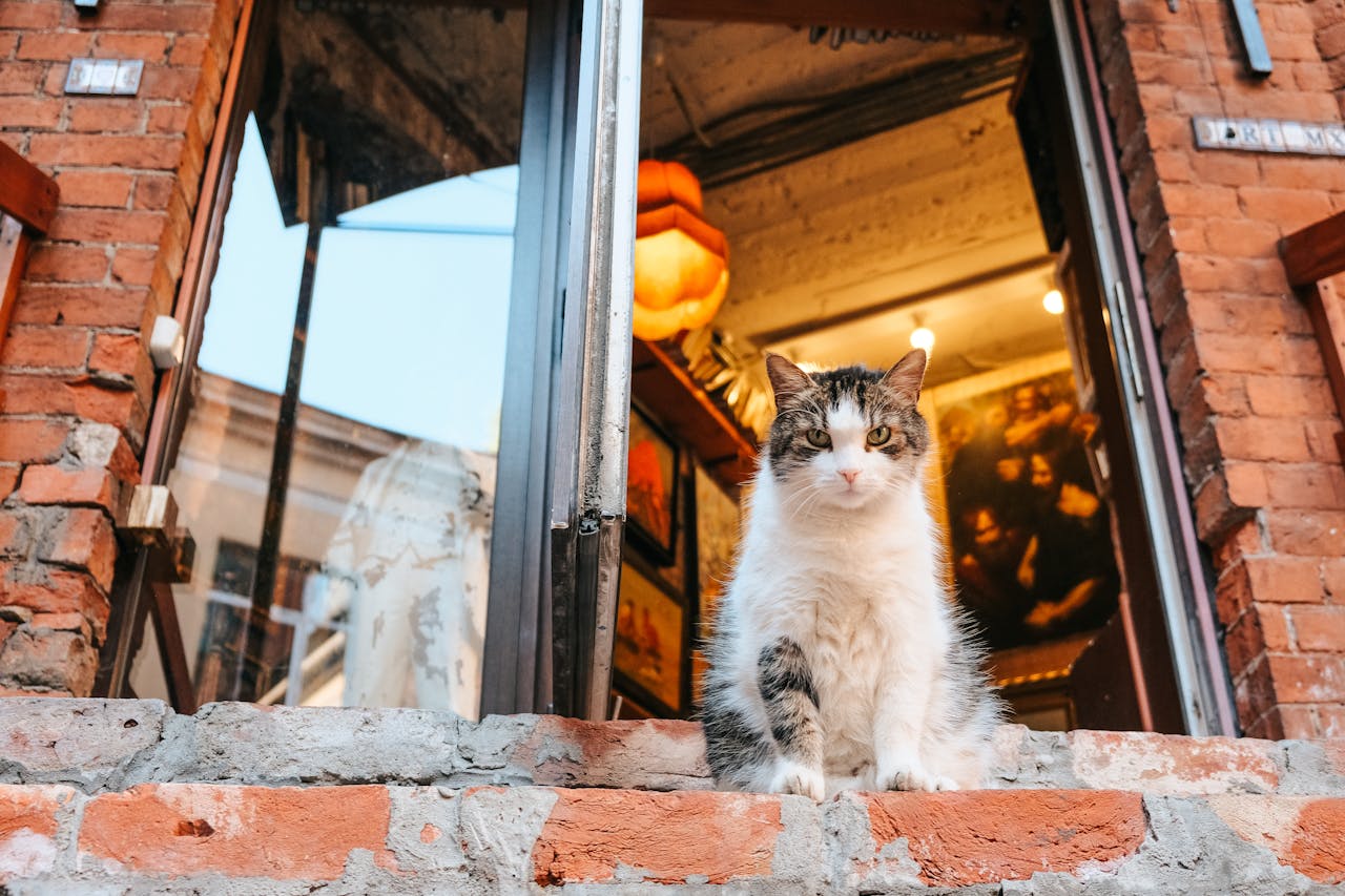 why-choose-us A domestic cat sitting on brick steps of an open storefront, looking curious.
