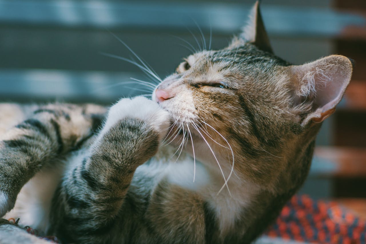 Services-03 A cozy tabby cat grooming itself, captured in a close-up shot with soft lighting and focus on its whiskers.